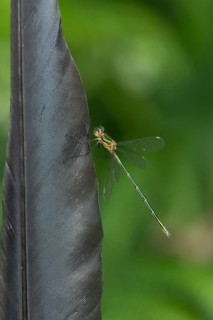 Emerald damselfly (Lestes sponsa) adult insect resting on a bird feather in summer, England, United