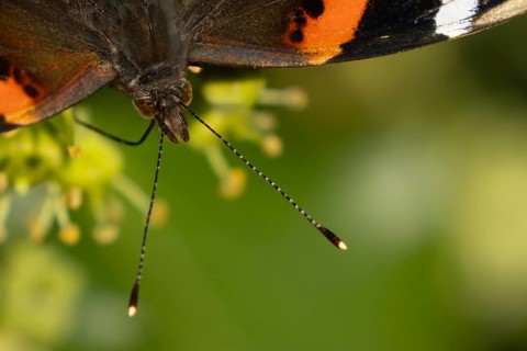 Red admiral butterfly (Vanessa atalanta) adult insect feeding Ivy flowers in summer, England,