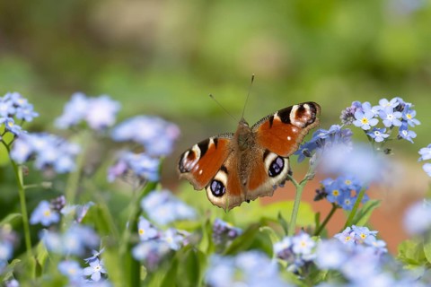 Peacock butterfly (Aglais io) adult insect on a garden Forget-me-not flowers in springtime,