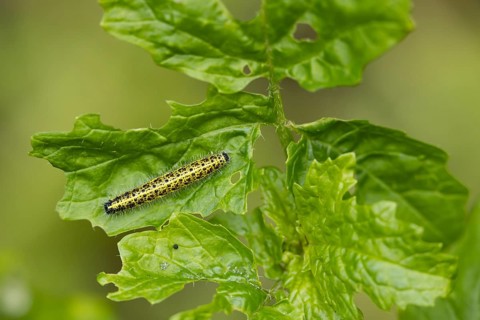 Large or Cabbage white butterfly (Pieris brassicae) juvenile larva caterpillar pest feeding on