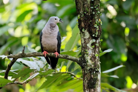 Tonga Fruit Dove (Ducula pacifica), Pacific Fruit Dove, adult, on tree, alert, Pacific Islands,
