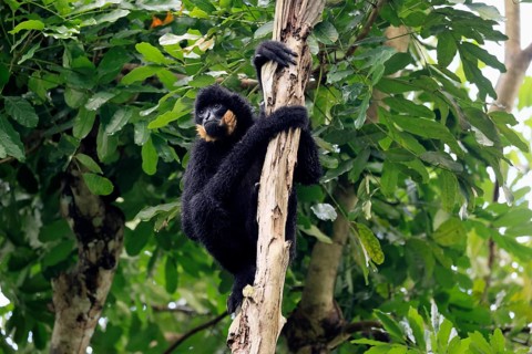 Southern yellow-cheeked gibbon (Nomascus gabriellae), adult, male, sitting, on tree, alert,