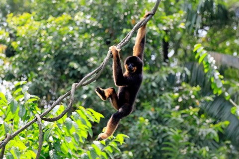 Southern yellow-cheeked gibbon (Nomascus gabriellae), adult, male, climbing, swinging, on tree,