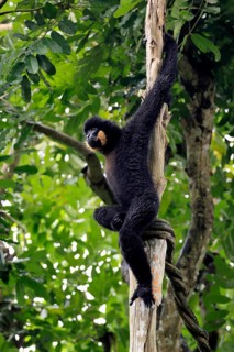 Southern yellow-cheeked gibbon (Nomascus gabriellae), adult, male, sitting, on tree, alert,