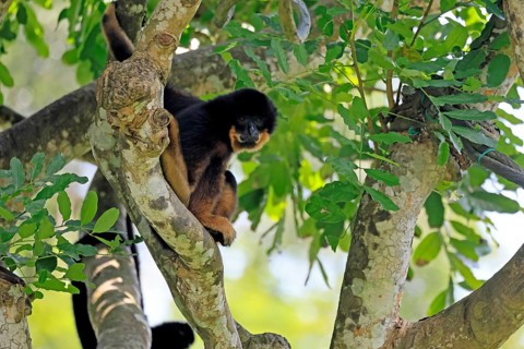 Southern yellow-cheeked gibbon (Nomascus gabriellae), adult, male, sitting, on tree, Southeast Asia