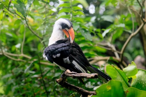 From-the-Ceiling-Hornbill (Tockus deckeni), adult, male, on tree, plumage care, East Africa