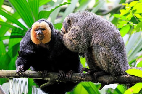 White-headed saki (Pithecia pithecia), adult, on tree, pair, male, female, fur care, social