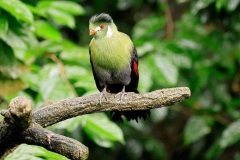 White-eared Turaco (Menelikornis leucotis), adult, alert, on tree trunk, Ethiopia, Africa, captive