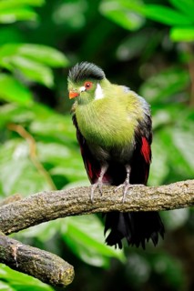 White-eared Turaco (Menelikornis leucotis), adult, alert, on tree trunk, Ethiopia, Africa, captive