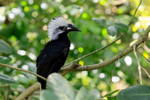 White-crested Hornbill (Horizocerus albocristatus), adult, on tree, vigilant, Africa, captive