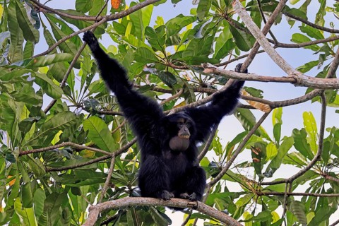 Siamang (Symphalangus syndactylus), adult, on tree, calling, Southeast Asia