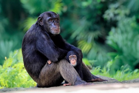 Chimpanzee (Pan troglodytes), adult, female, mother, baby, young animal, social behaviour