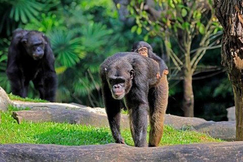 Chimpanzee (Pan troglodytes), adult, female, mother, baby, young animal, social behaviour, young
