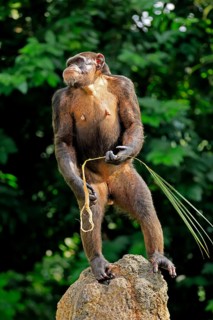 Chimpanzee (Pan troglodytes), adult, on rocks, standing upright