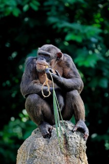 Chimpanzee (Pan troglodytes), adult, on rocks, feeding