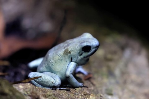 Golden poison frog (Phyllobates terribilis), metallic yellow-green form, adult, sitting, on ground,