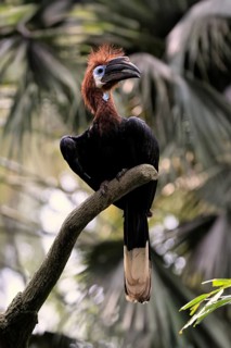 Black-helmeted Hornbill (Ceratogymna atrata), Club-tailed Hornbill, adult, female, perch, South