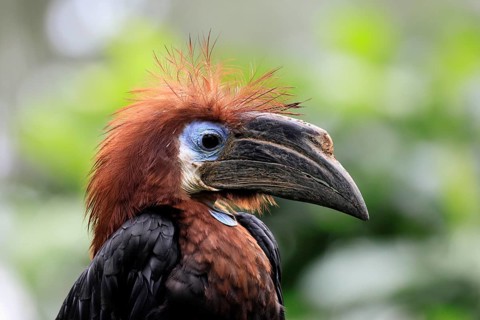 Black-helmeted Hornbill (Ceratogymna atrata), Club-tailed Hornbill, adult, female, portrait, South