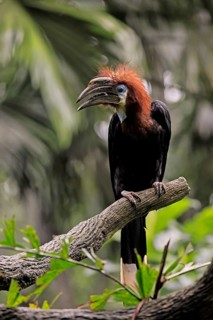 Black-helmeted Hornbill (Ceratogymna atrata), Club-tailed Hornbill, adult, female, perch, calling,