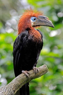 Black-helmeted Hornbill (Ceratogymna atrata), Club-tailed Hornbill, adult, female, portrait, South