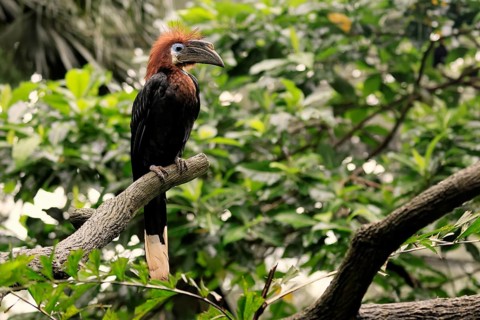 Black-helmeted Hornbill (Ceratogymna atrata), Club-tailed Hornbill, adult, female, perch, South