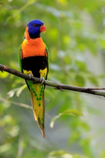 Red-naped Lorikeet (Trichoglossus rubritorquis), Darwin All-coloured Lorikeet, adult, on tree,