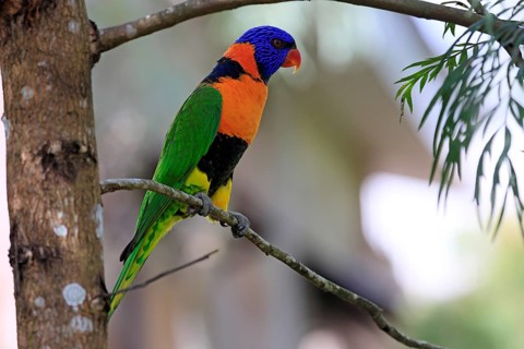 Red-naped Lorikeet (Trichoglossus rubritorquis), Darwin All-coloured Lorikeet, adult, on tree,