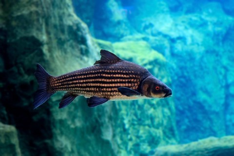 Giant barb (Catlocarpio siamensis), Siamese giant carp, adult, swimming, Southeast Asia