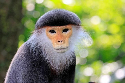 Red-shanked monkey (Pygathrix nemaeus), adult, portrait, relaxed, Southeast Asia