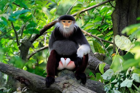 Red-shanked monkey (Pygathrix nemaeus), adult, male, in tree, sitting, relaxed, Southeast Asia