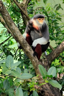 Red-shanked monkey (Pygathrix nemaeus), adult, in a tree, sitting, relaxed, Southeast Asia