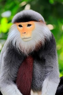 Red-shanked monkey (Pygathrix nemaeus), adult, portrait, relaxed, Southeast Asia