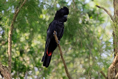 Red-tailed Cockatoo (Calyptorhynchus banksii), Banks' Cockatoo, adult, male, perch, alert,