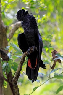 Red-tailed Cockatoo (Calyptorhynchus banksii), Banks' Cockatoo, adult, male, perch, alert,