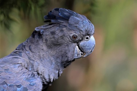 Red-tailed Cockatoo (Calyptorhynchus banksii), Banks' Cockatoo, adult, portrait, alert, Australia