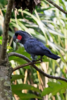 Palm Cockatoo (Probosciger aterrimus), Arabian Cockatoo, adult, on tree, perch, calling, Australia