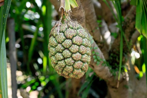 Pandanus tectorius, genus screw trees, unripe fruit dressing, fruits, useful plant, Singapore,