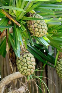 Pandanus tectorius, genus screw trees, unripe fruit dressing, fruits, useful plant, Singapore,