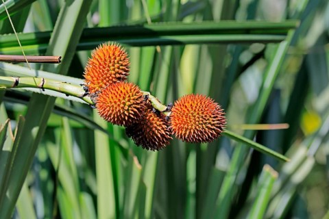 Pandanus affines, genus screw trees, fruits, useful plant, shrub, Singapore, Southeast Asia
