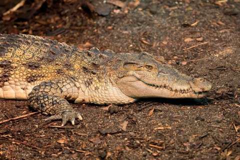 Philippine crocodile (Crocodylus mindorensis), adult, portrait, on land, Philippines, Southeast