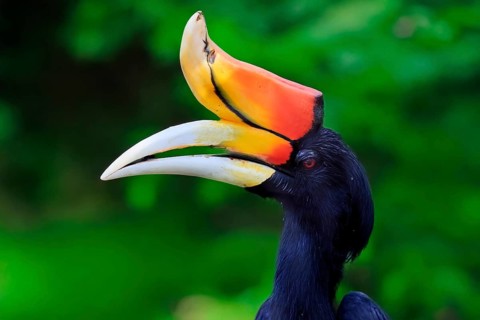 Rhinoceros bird (Buceros rhinoceros), adult, male, portrait, alert, Southeast Asia