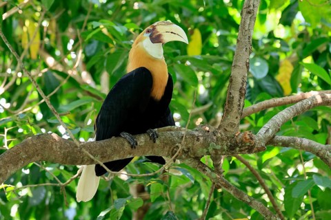 Papuan Hornbill (Rhyticeros plicatus), adult, male, on tree, alert, Southeast Asia