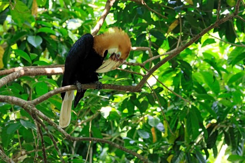 Papuan Hornbill (Rhyticeros plicatus), adult, male, on tree, plumage care, Southeast Asia