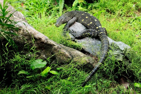 Papuan dragon (Varanus salvadorii), adult, foraging, on rocks, alert, New Guinea