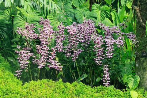Orchid Dendrobium Serene Chang, flowers, blooming, Singapore, Southeast Asia