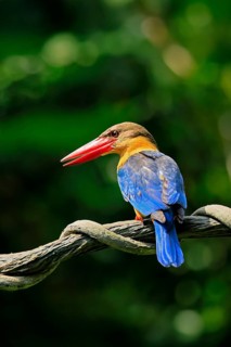 Cranesbill Kingfisher (Pelargopsis capensis), Gurial, adult, on hold, Singapore, Southeast Asia