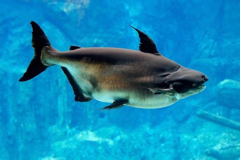 Mekong giant catfish (Pangasianodon gigas), adult, swimming, Southeast Asia