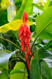 Musa coccinea, red dwarf banana, flower, Singapore, Southeast Asia