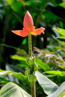 Musa laterita, Indian dwarf banana, blossom, fruits, Singapore, Southeast Asia