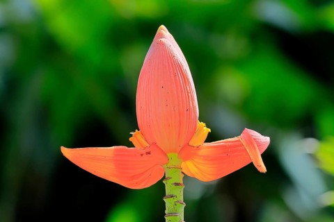 Musa laterita, Indian dwarf banana, blossom, fruits, Singapore, Southeast Asia